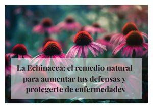echinacea propiedades beneficios