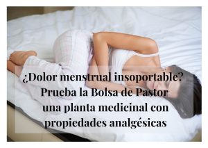 bolsa de pastor propiedades beneficios contraindicaciones