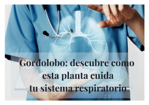 gordolobo propiedades contraindicaciones