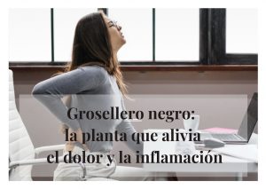 grosellero negro propiedades y contraindicaciones